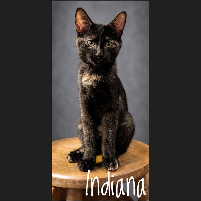 Indiana, Adoptable, Kitten Female Domestic Short Hair.