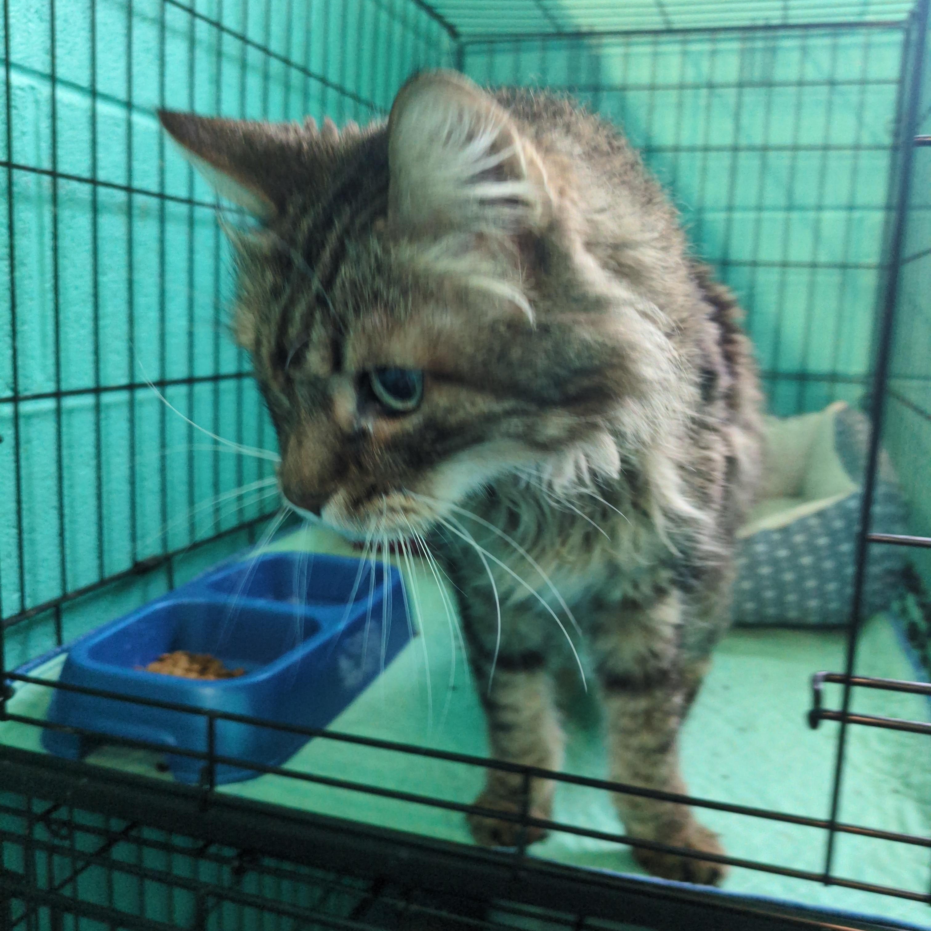 Enlarge Simba, an adopted mixed breed in Bedford, VA image 1/1