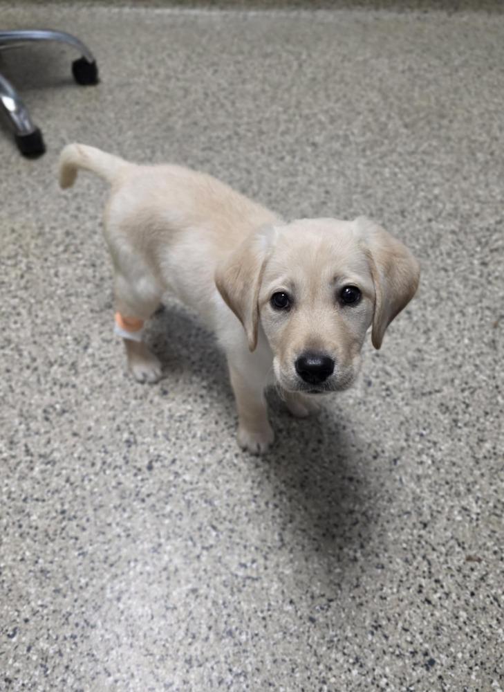 Layla, Adoptable, Puppy Female Labrador Retriever.