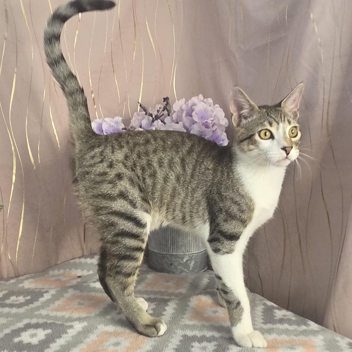 Tiger, Adoptable, Kitten Male Domestic Short Hair.