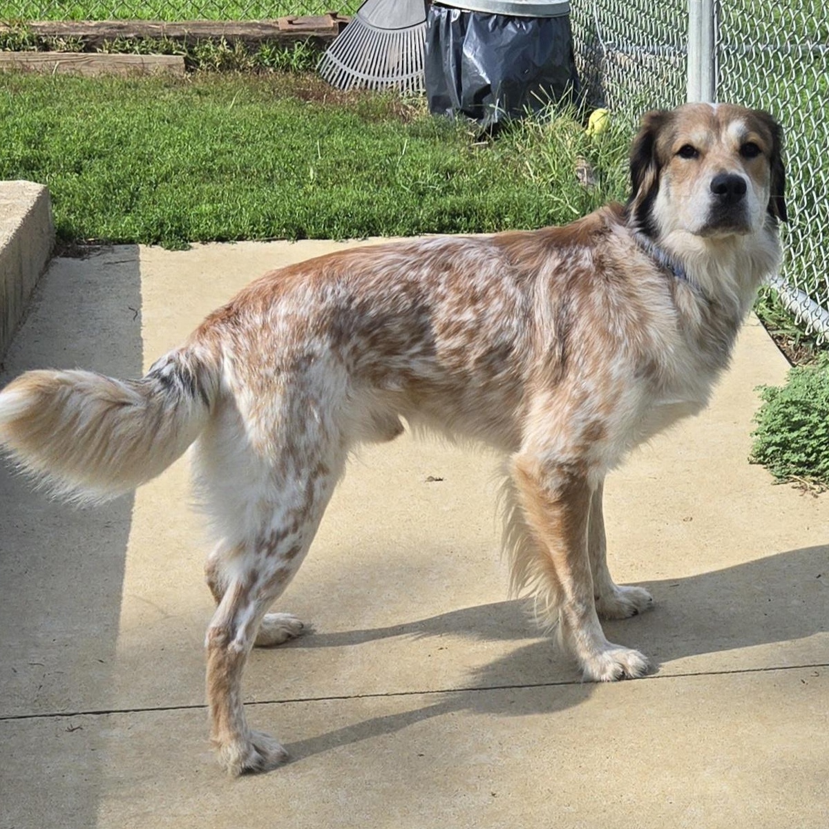Enlarge Boomer, an adopted mixed breed in Keokuk, IA image 2/3