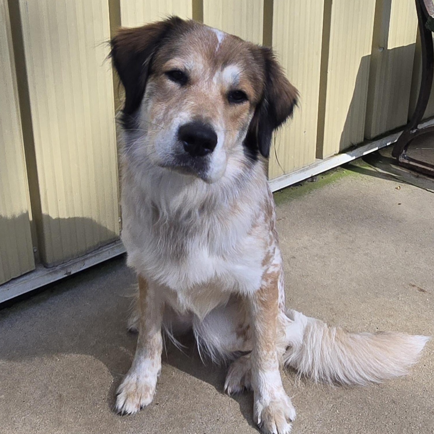 Enlarge Boomer, an adopted mixed breed in Keokuk, IA image 1/3