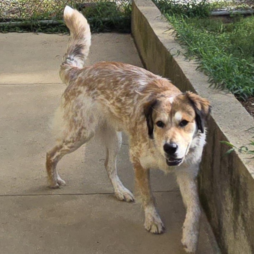 Enlarge Boomer, an adopted mixed breed in Keokuk, IA image 3/3