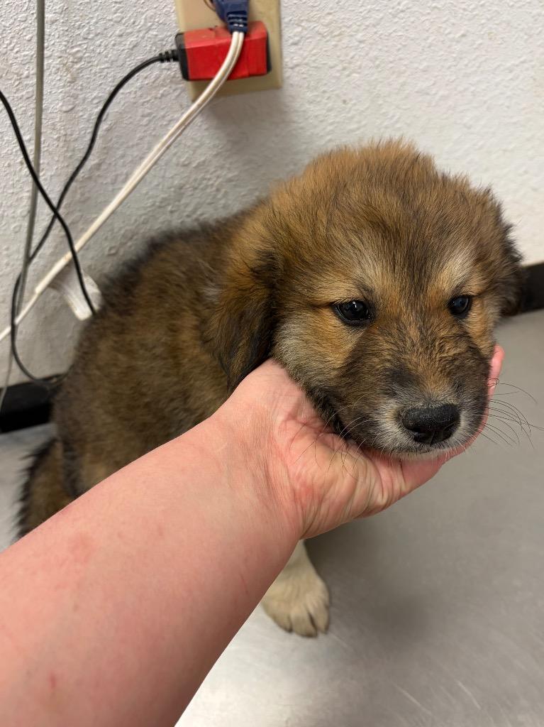 Enlarge Sol, a Adoptable mixed breed in Lockhart, TX image 1/1