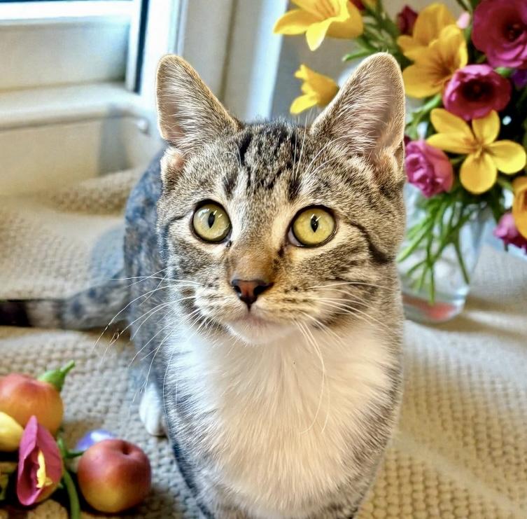 Kraken KITTEN, a Adoptable Tabby in Perry, IA image 1/4