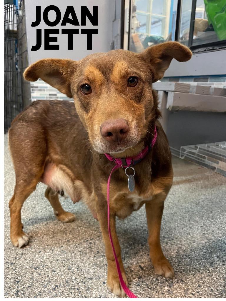 Joan Jett, Adoptable, Adult Female Shepherd & Australian Shepherd.