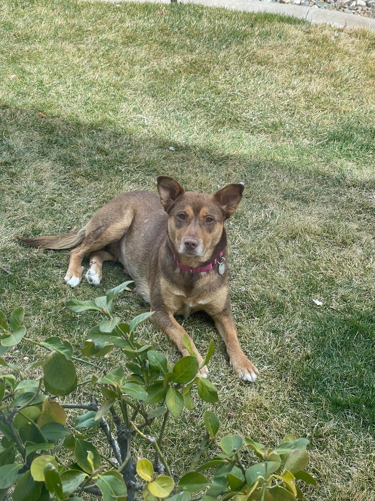 Joan Jett, a Adoptable mixed breed in Reno, NV image 2/4