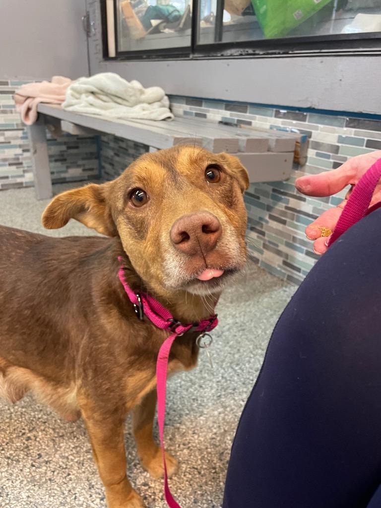 Joan Jett, a Adoptable mixed breed in Reno, NV image 3/4