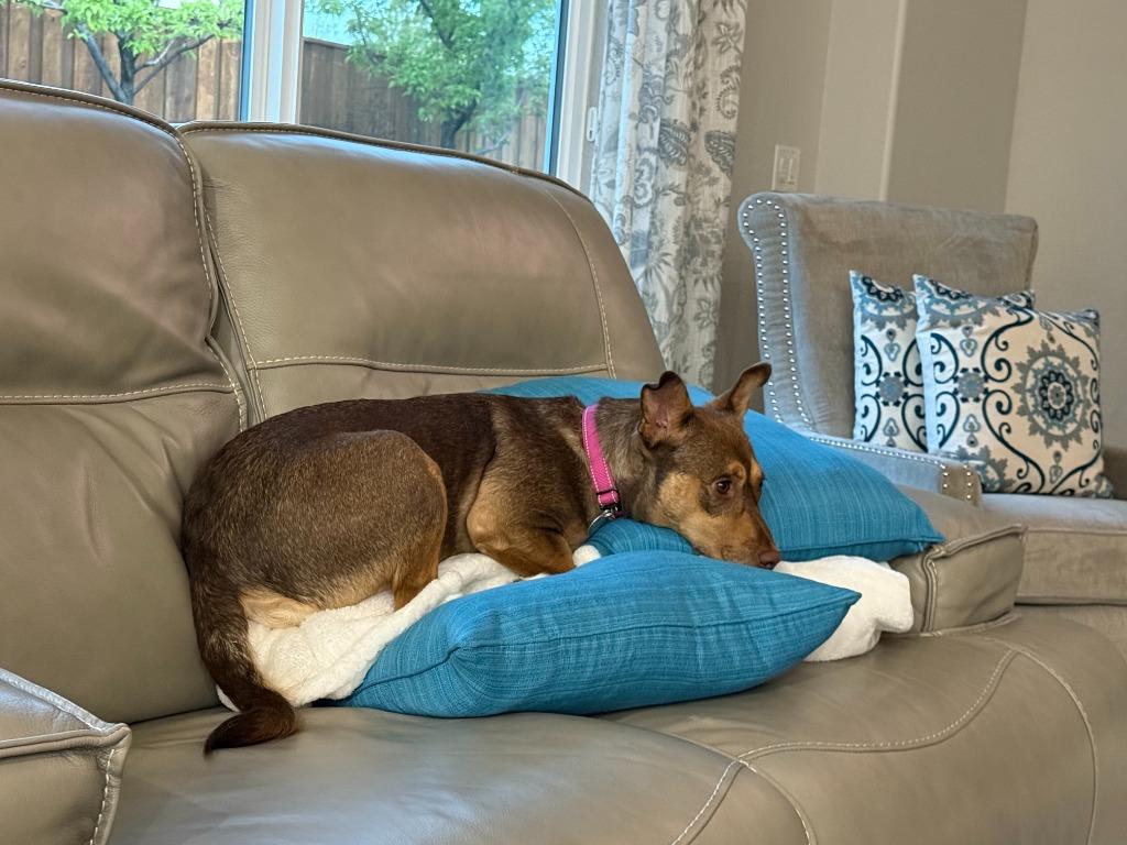 Joan Jett, a Adoptable mixed breed in Reno, NV image 4/4