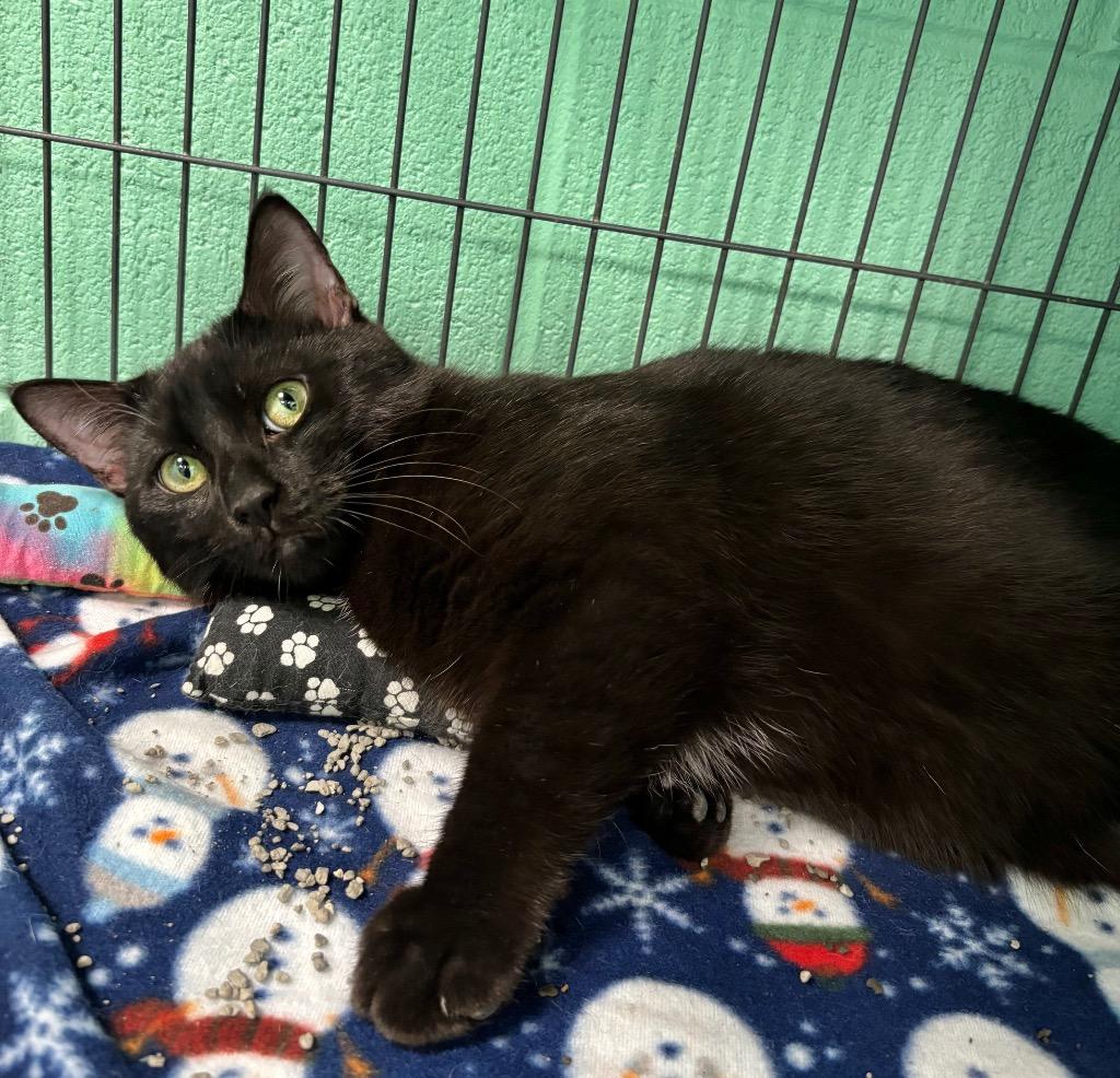 Phil, a ADOPTABLE mixed breed in Frankfort, KY image 1/2