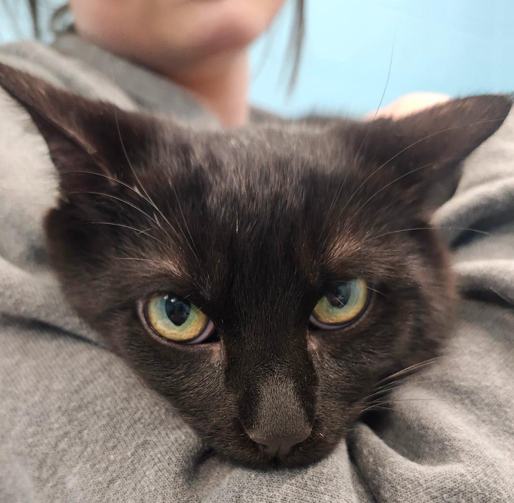 Phil, a ADOPTABLE mixed breed in Frankfort, KY image 2/2