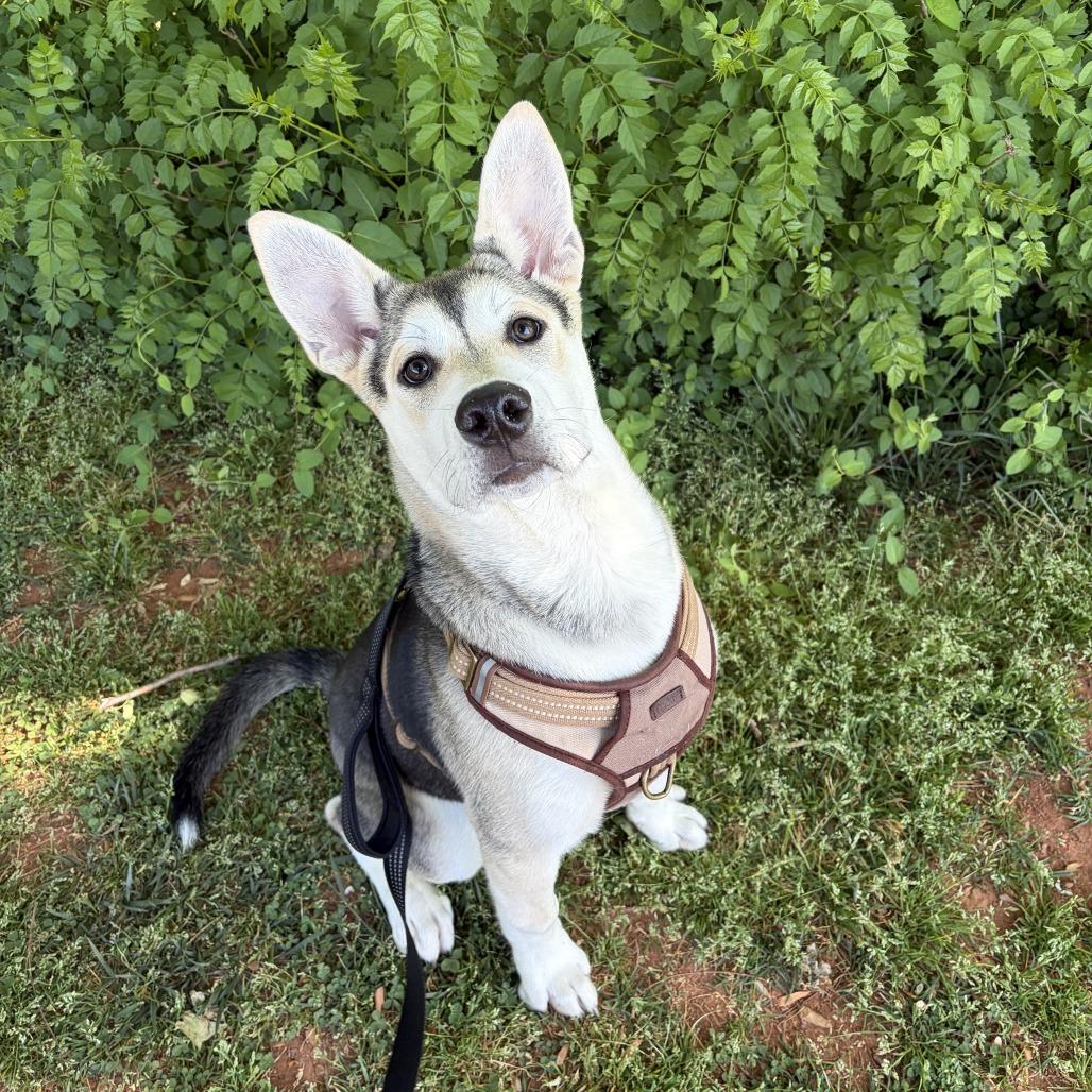 Enlarge Spike, a Adoptable mixed breed in Lynchburg, VA image 2/6