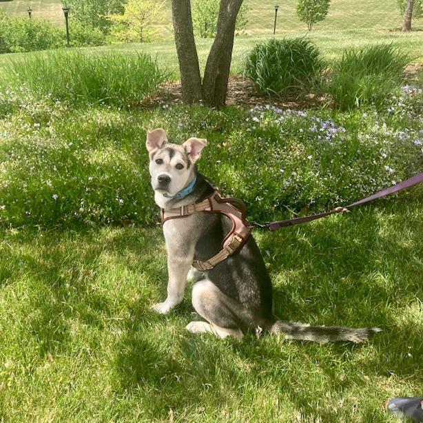 Enlarge Spike, a Adoptable mixed breed in Lynchburg, VA image 4/6