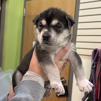 Enlarge Spike, a Adoptable mixed breed in Lynchburg, VA image 5/6
