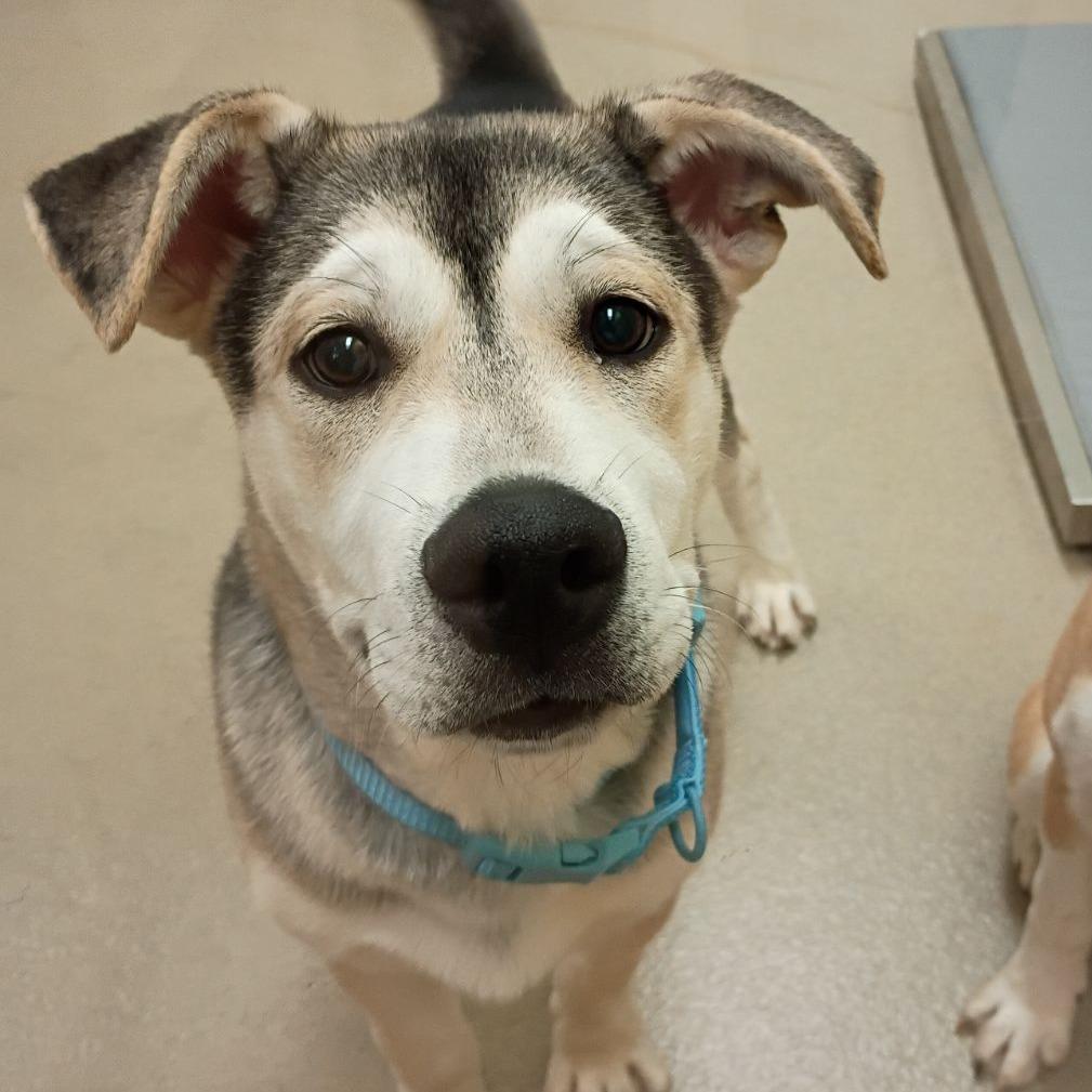 Enlarge Spike, a Adoptable mixed breed in Lynchburg, VA image 6/6