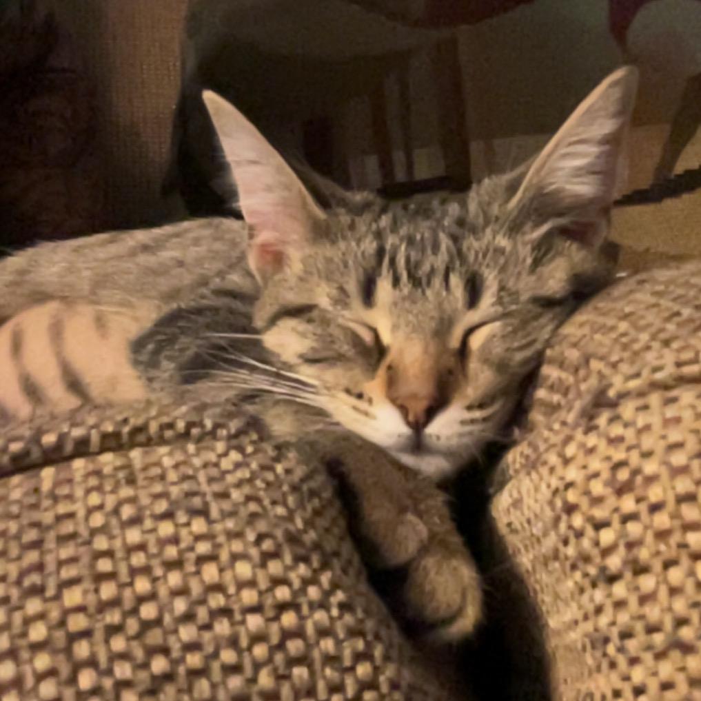 Bobbi, Adoptable, Kitten Female Domestic Short Hair.
