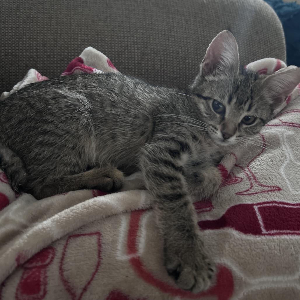 Enlarge Bobbi, a Adoptable Domestic Short Hair in Springfield, IL image 2/5