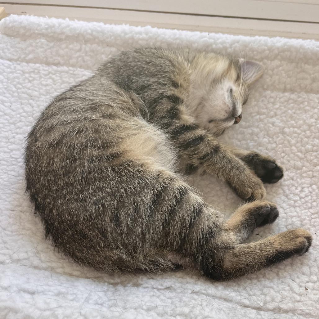 Enlarge Bobbi, a Adoptable Domestic Short Hair in Springfield, IL image 3/5