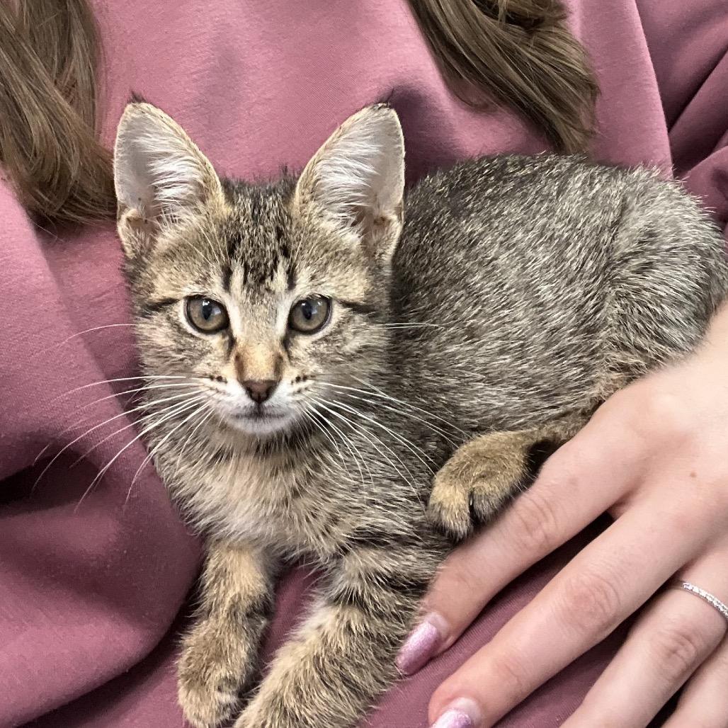 Enlarge Bobbi, a Adoptable Domestic Short Hair in Springfield, IL image 4/5