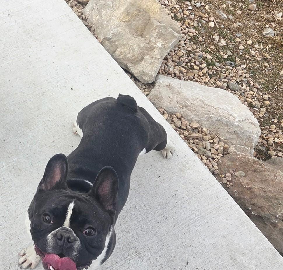 Enlarge Lilo, a Adoptable French Bulldog in Cody, WY image 1/2