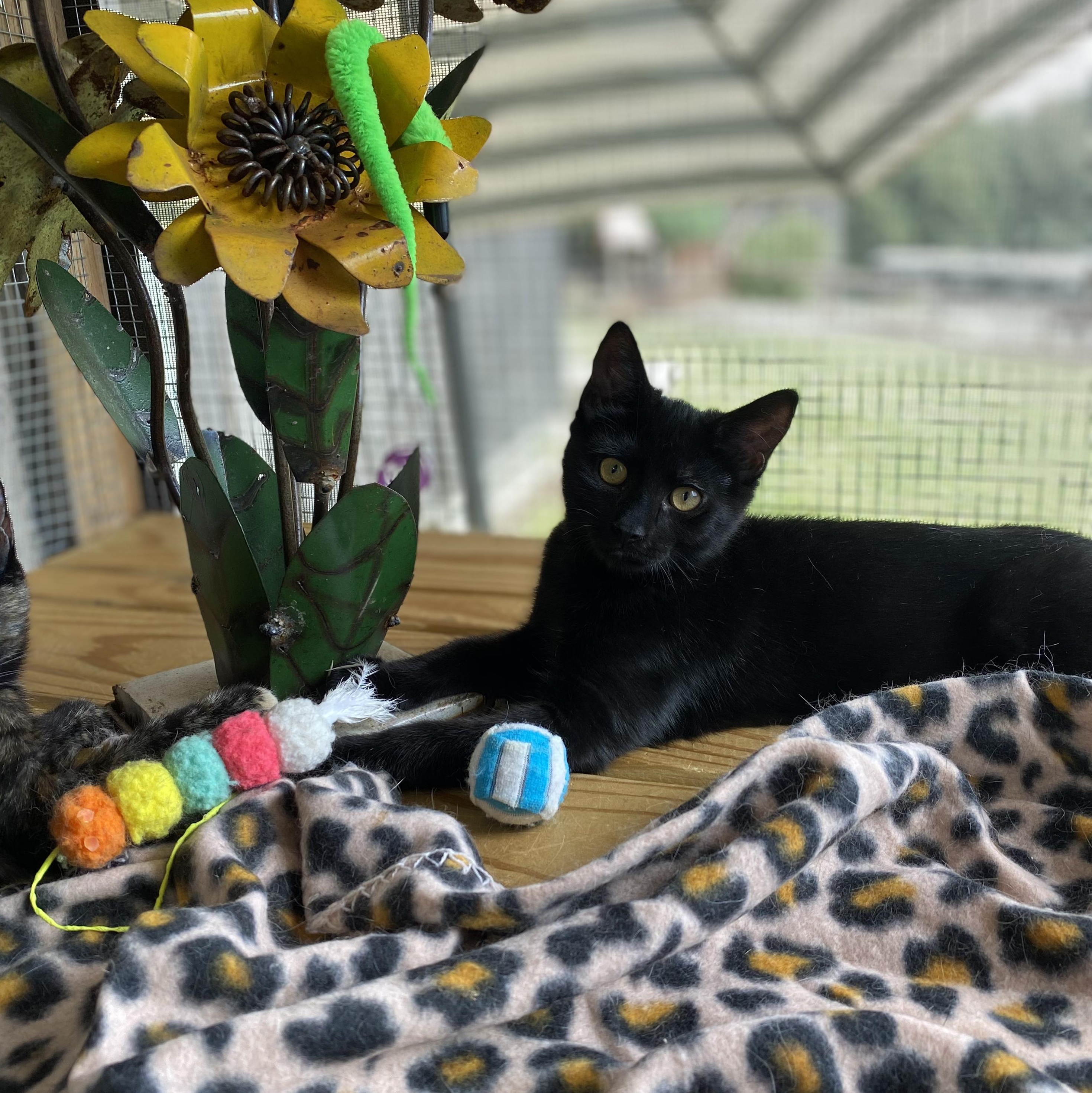 Louie, Adopted, Young Male Domestic Short Hair.