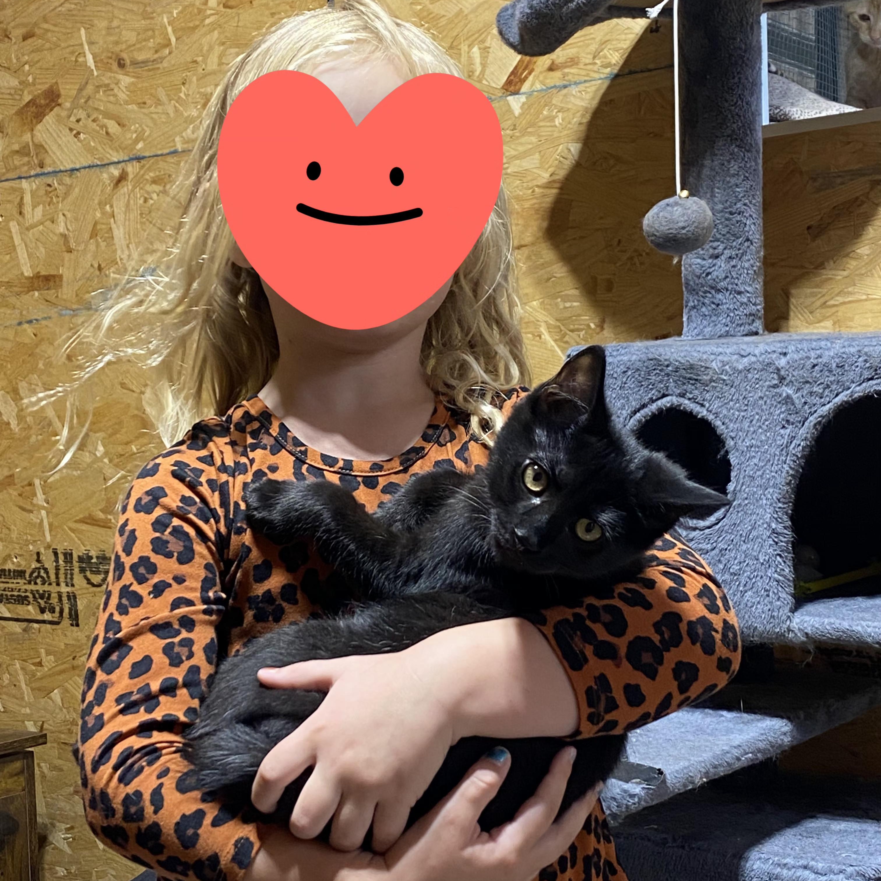 Louie, a Adopted mixed breed in Mars, PA image 2/2