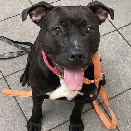 Gemma, an adoptable Pit Bull Terrier Mix in Syracuse, NY_image-1