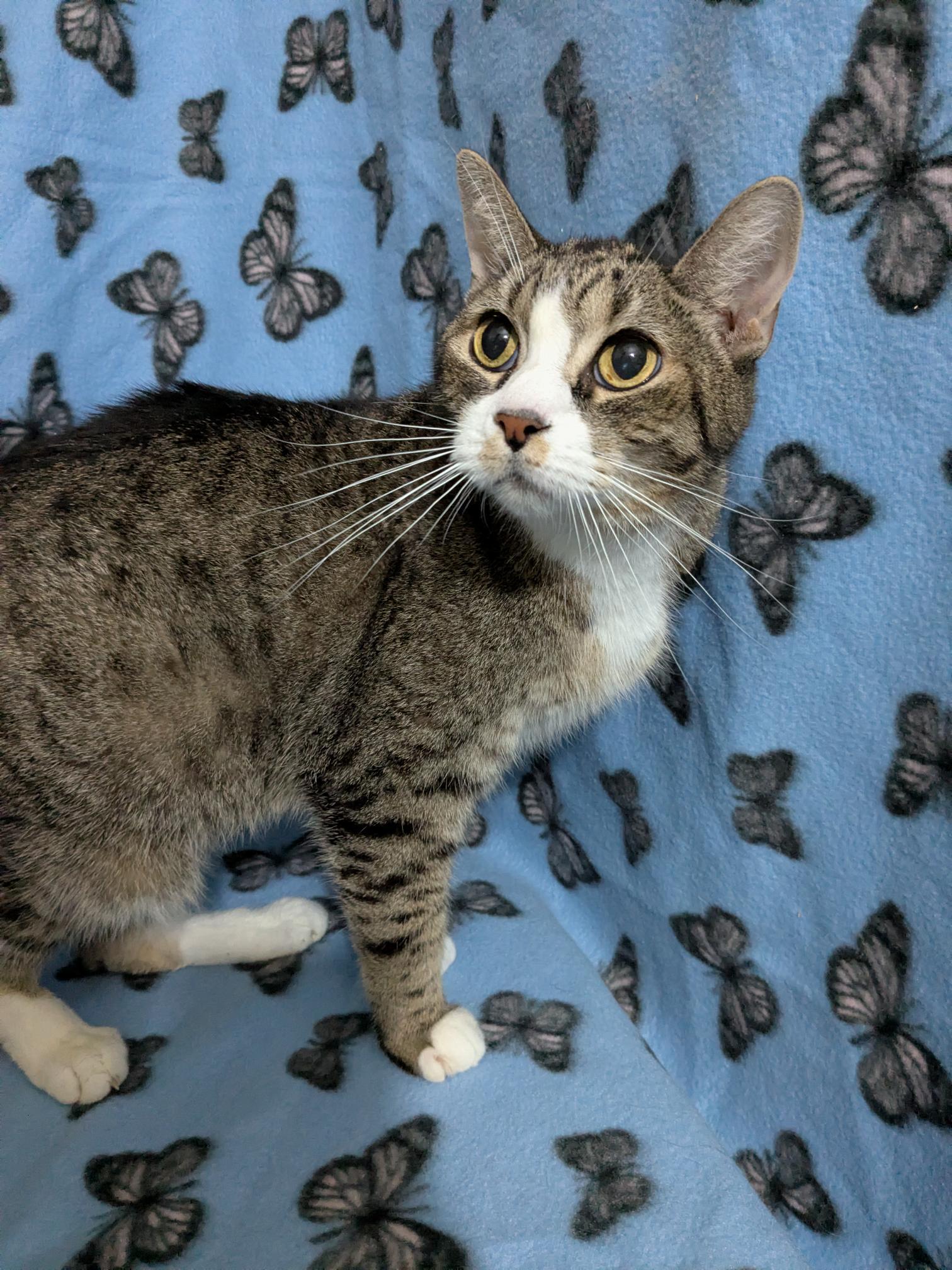 Enlarge Rostam, a Adoptable Domestic Short Hair in St Paul, MN image 1/1