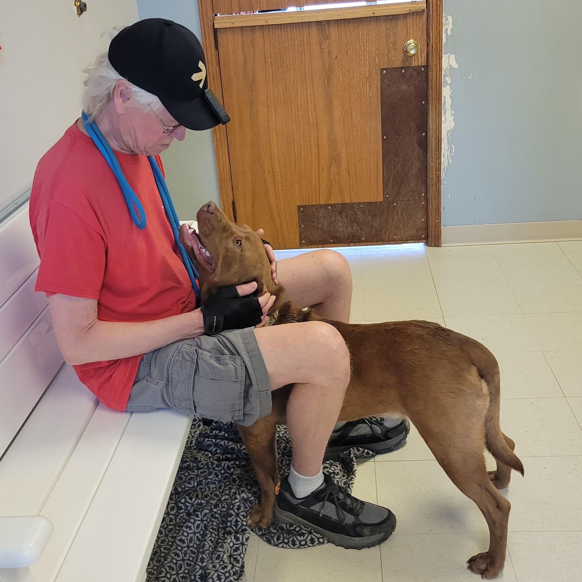 Wedgie, an adopted Chocolate Labrador Retriever in West Jefferson, OH image 5/5