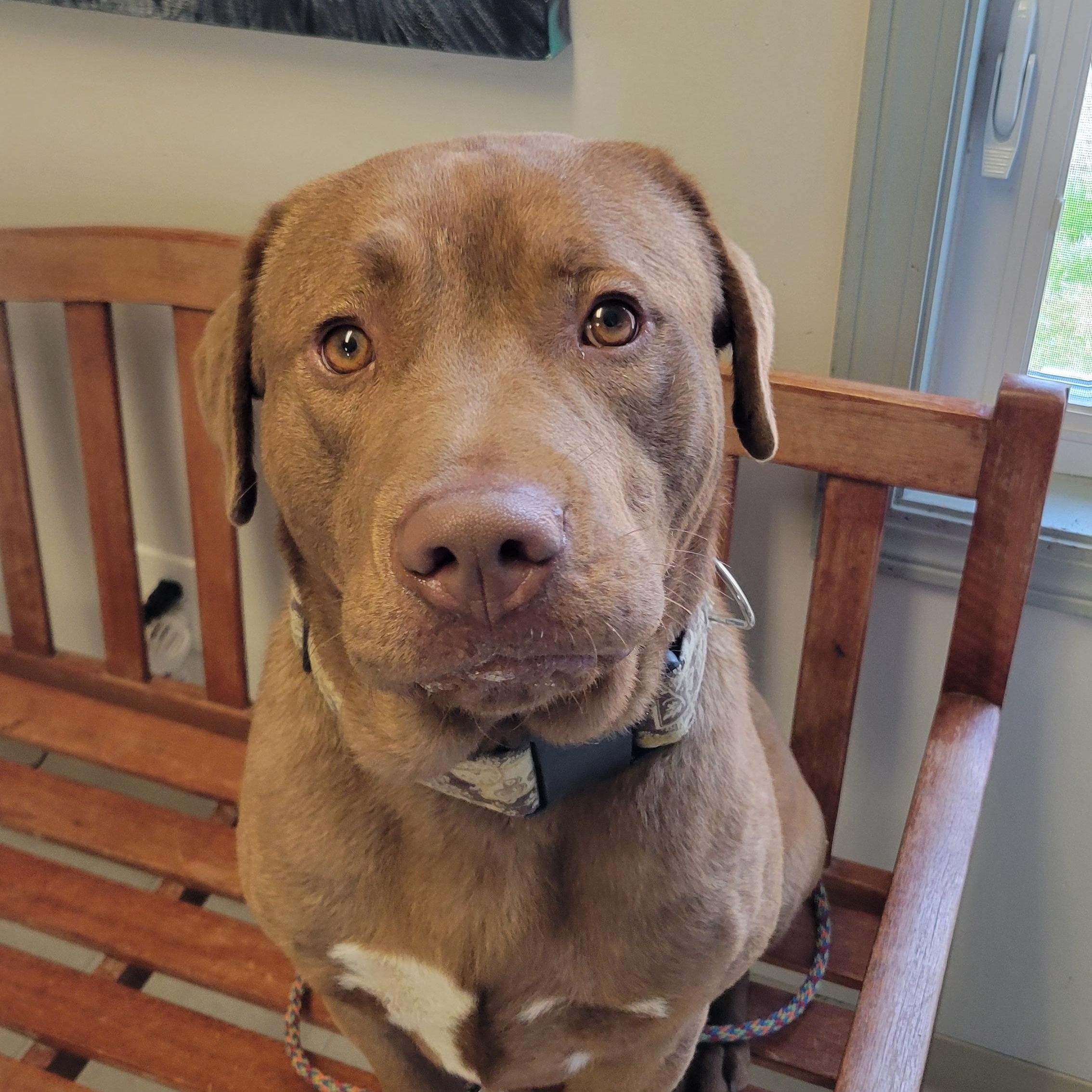 Wedgie, adopted, Young Male Chocolate Labrador Retriever.
