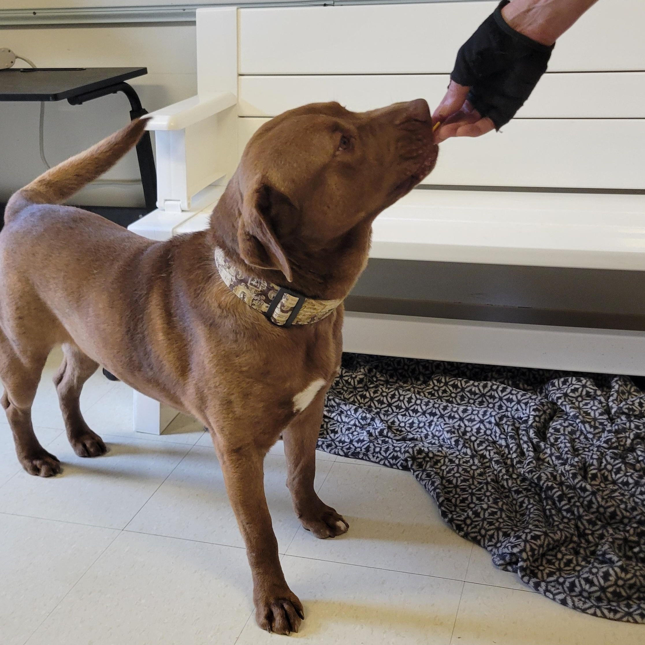 Wedgie, an adopted Chocolate Labrador Retriever in West Jefferson, OH image 4/5