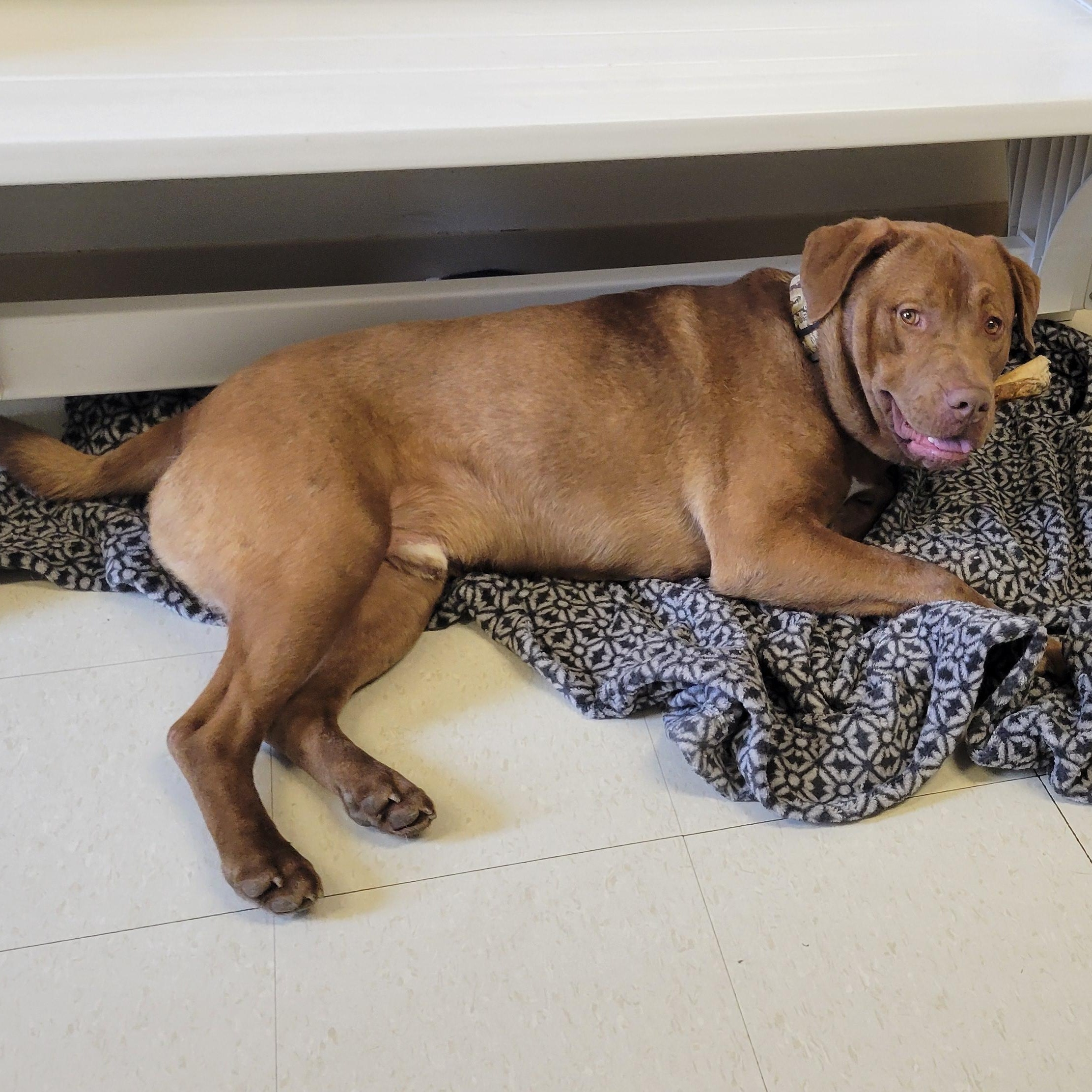 Wedgie, an adopted Chocolate Labrador Retriever in West Jefferson, OH image 2/5