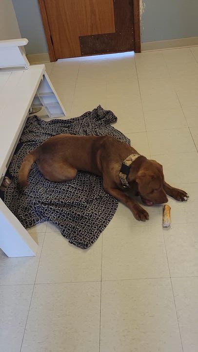 Enlarge Wedgie, an adopted Chocolate Labrador Retriever in West Jefferson, OH video 3/5