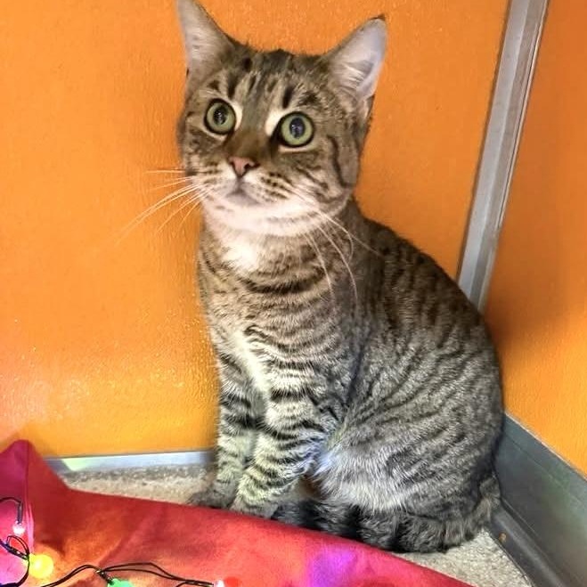 Enlarge Baby, a Adoptable Domestic Short Hair in Elyria, OH image 1/1