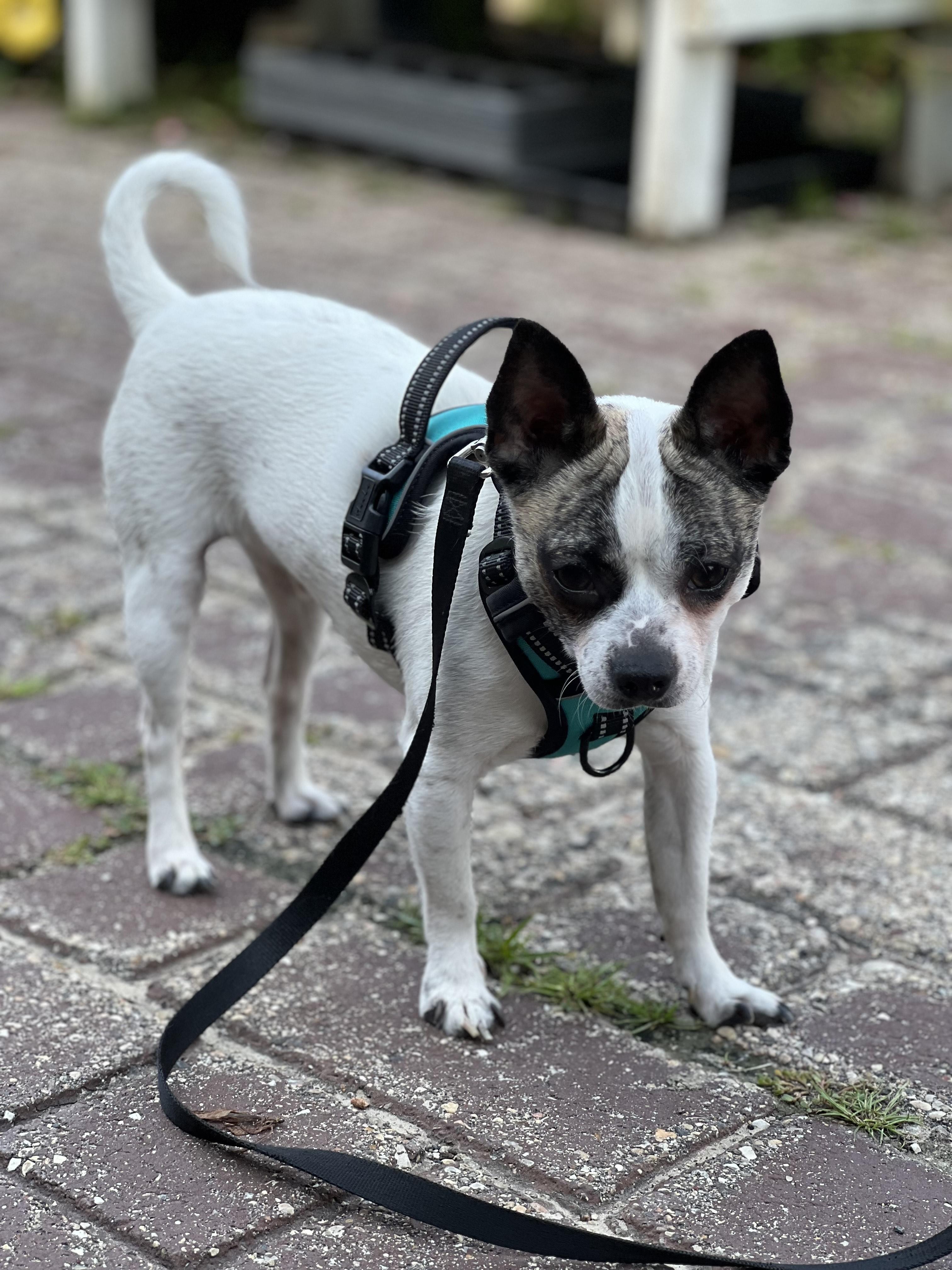 Tony. ADOPTED, a Adoptable Chihuahua in Union Grove, WI image 1/3