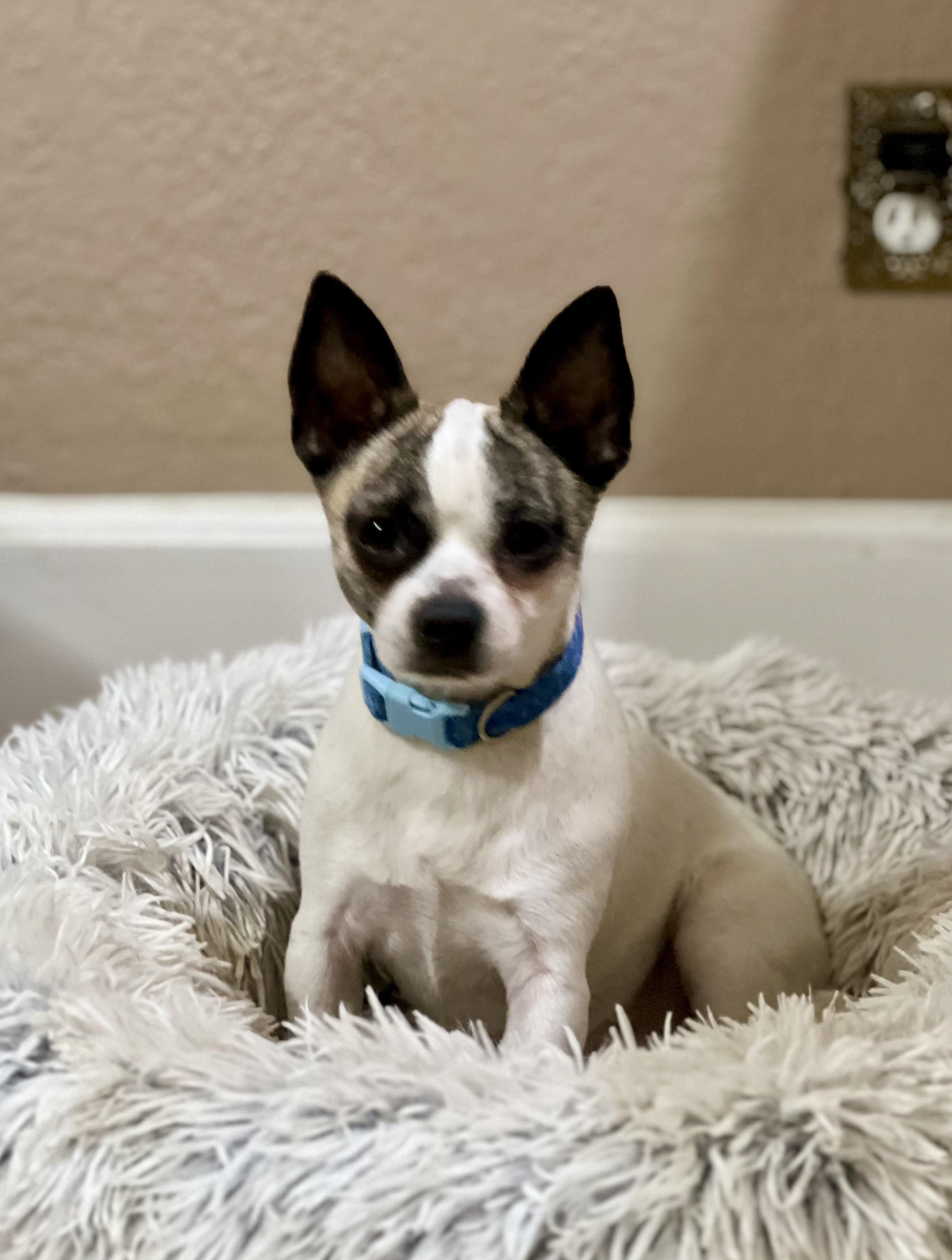 Tony. ADOPTED, a Adoptable Chihuahua in Union Grove, WI image 2/3