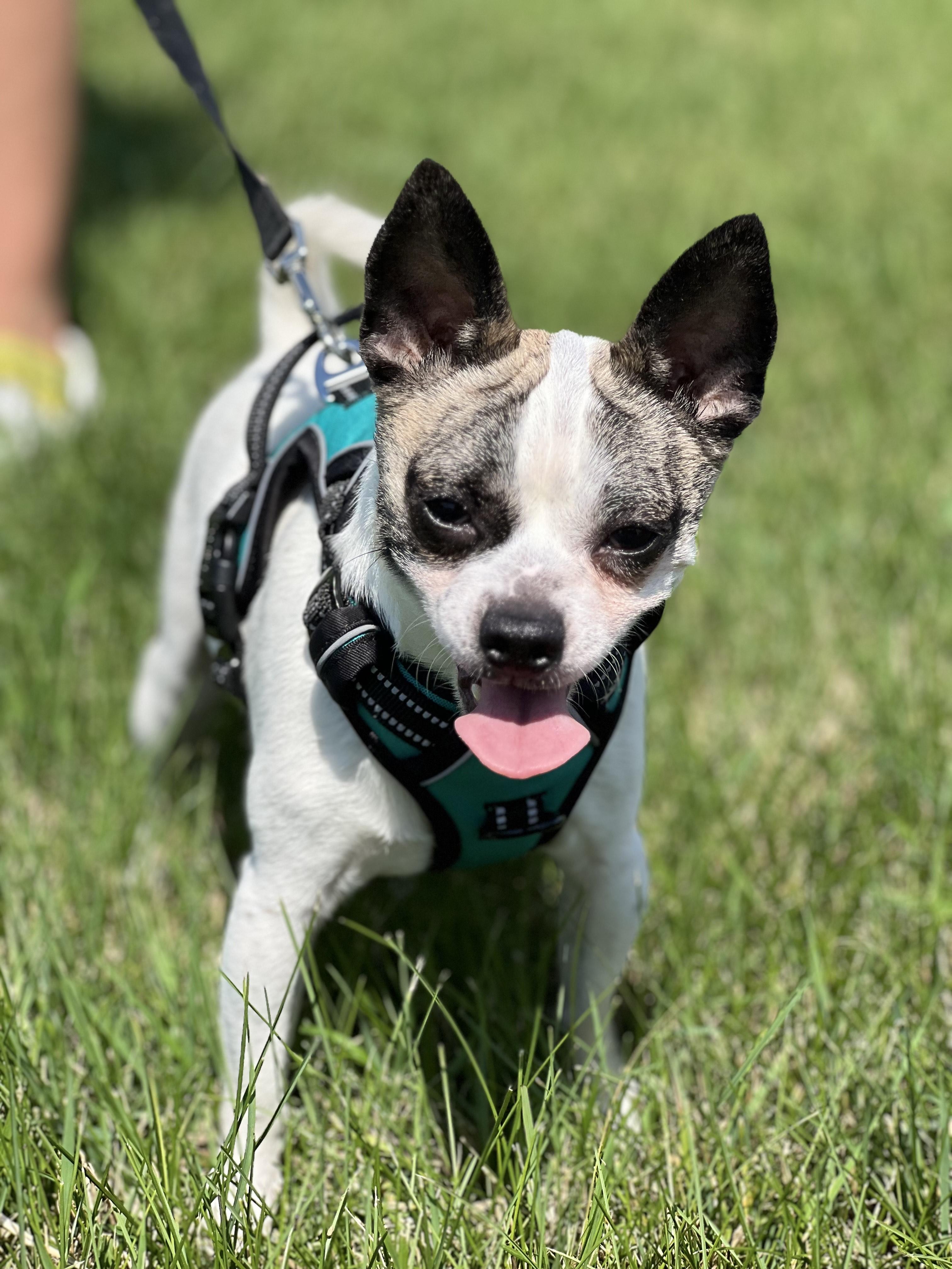 Tony. ADOPTED, a Adoptable Chihuahua in Union Grove, WI image 3/3