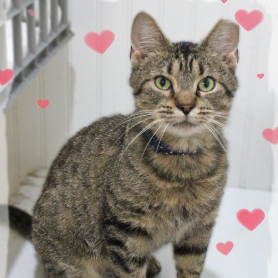 Marco, ADOPTABLE, Young Male Tabby.