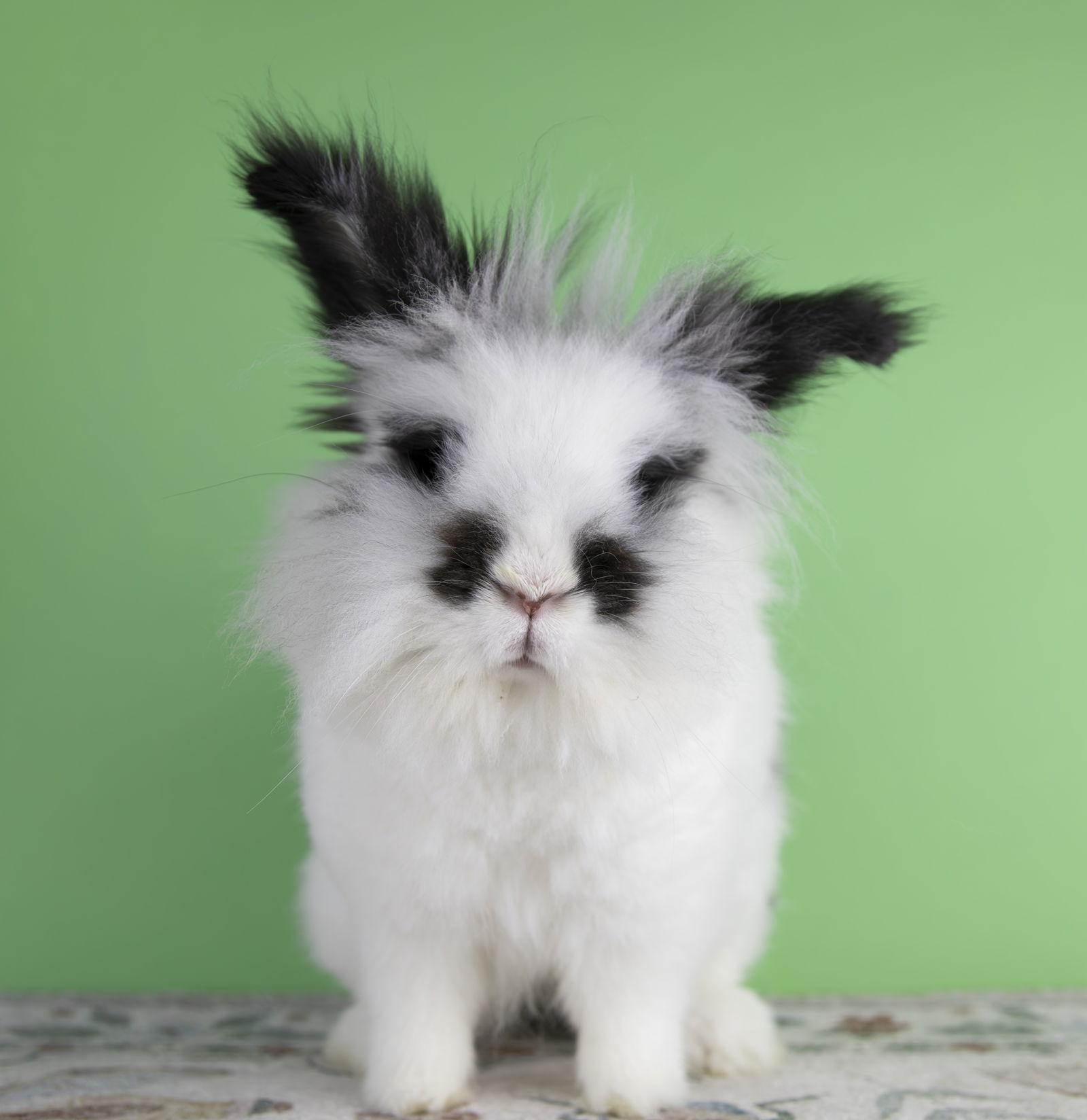 Leona, Adoptable, Adult Female Jersey Wooly & Lionhead.