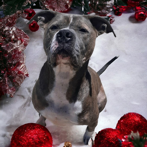 Percy, a Adoptable American Staffordshire Terrier in Wilmington, OH image 2/13