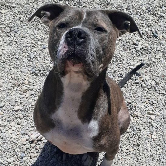 Percy, a Adoptable American Staffordshire Terrier in Wilmington, OH image 3/13