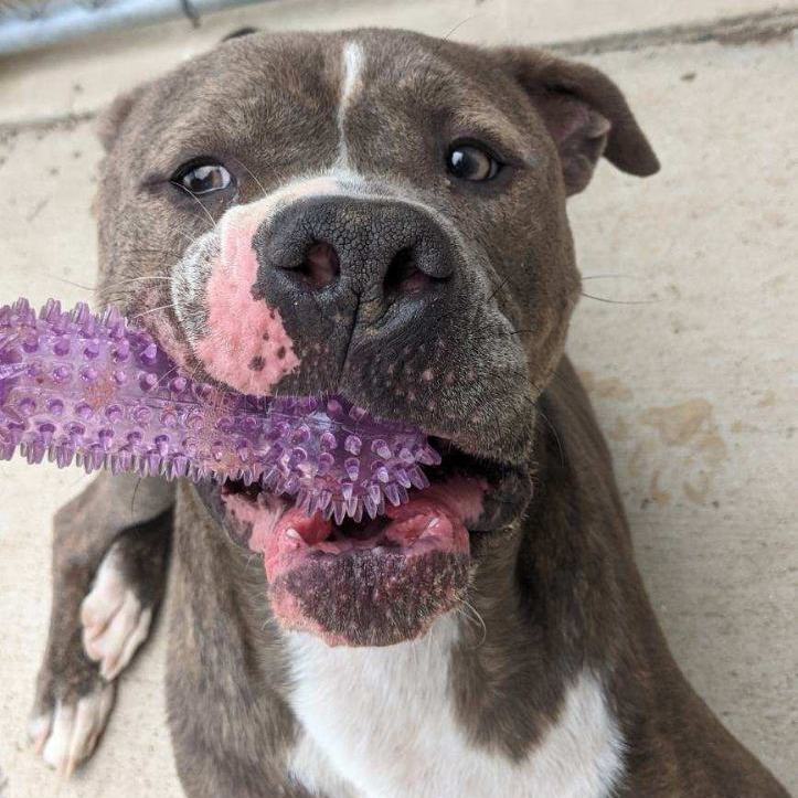 Percy, a Adoptable American Staffordshire Terrier in Wilmington, OH image 5/13