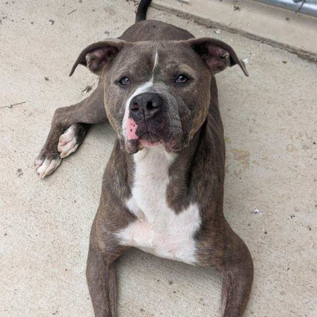 Percy, a Adoptable American Staffordshire Terrier in Wilmington, OH image 6/13