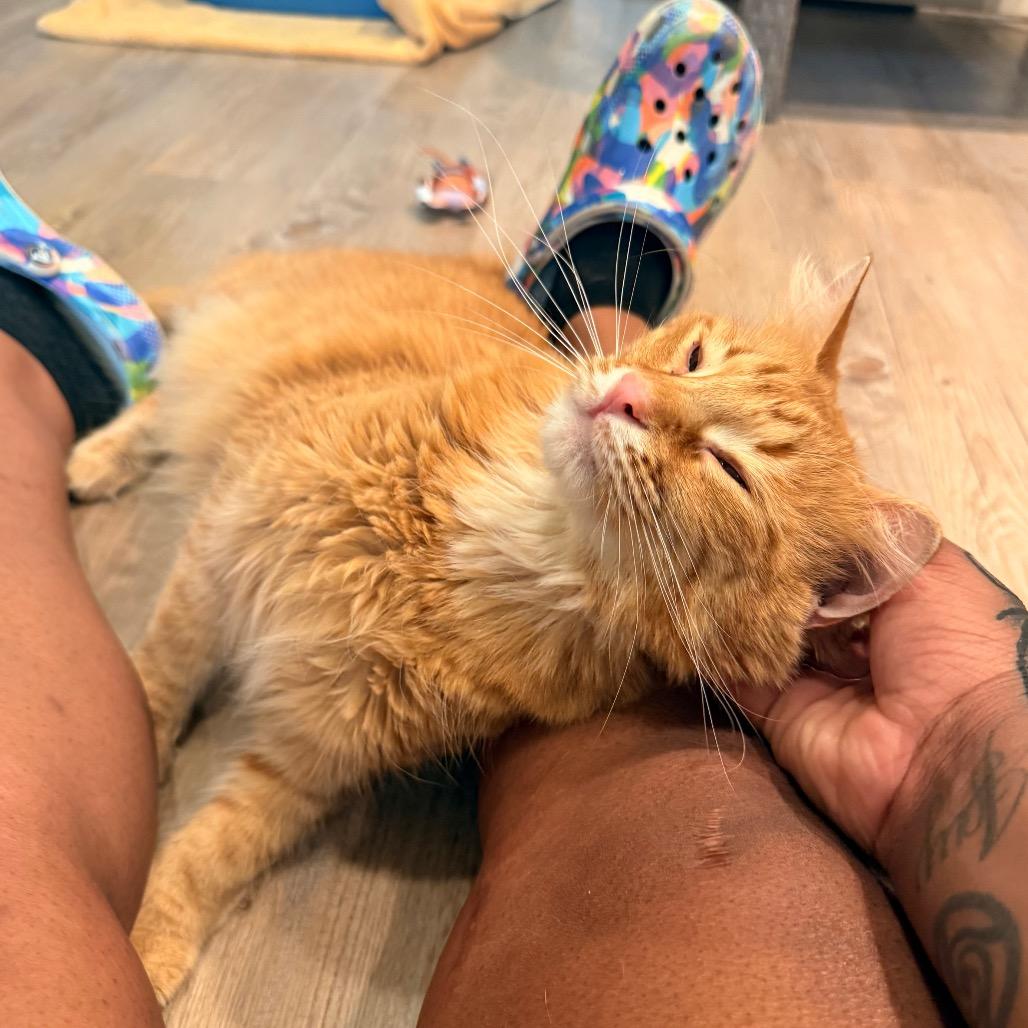 Julio, Adoptable, Adult Male Domestic Short Hair.