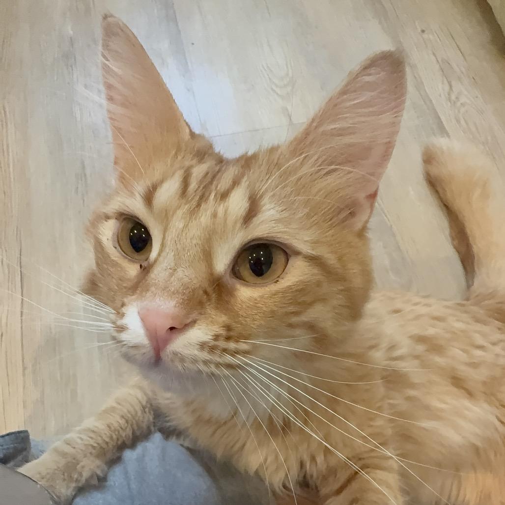 Enlarge Julio, a Adoptable Domestic Short Hair in Saint Charles, MO image 2/6