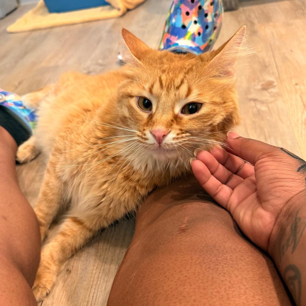 Enlarge Julio, a Adoptable Domestic Short Hair in Saint Charles, MO image 3/6