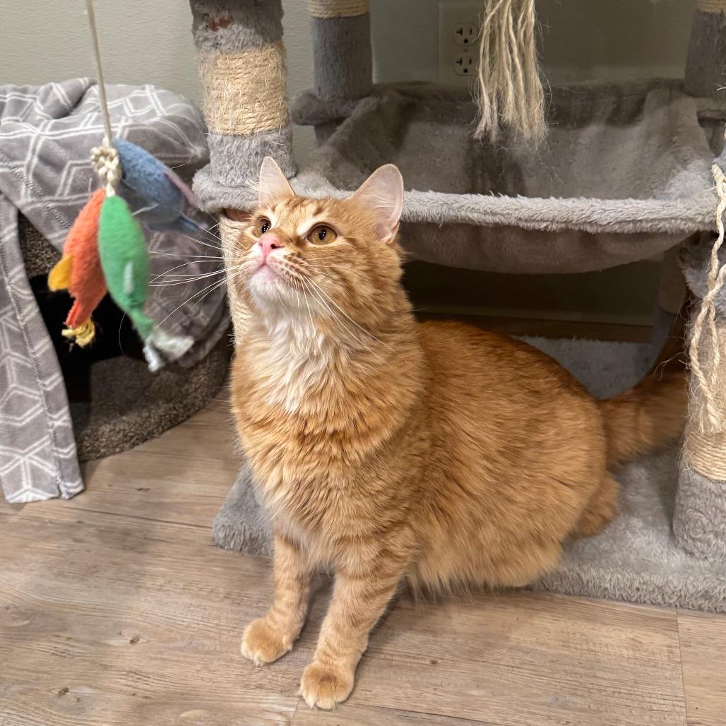 Enlarge Julio, a Adoptable Domestic Short Hair in Saint Charles, MO image 4/6