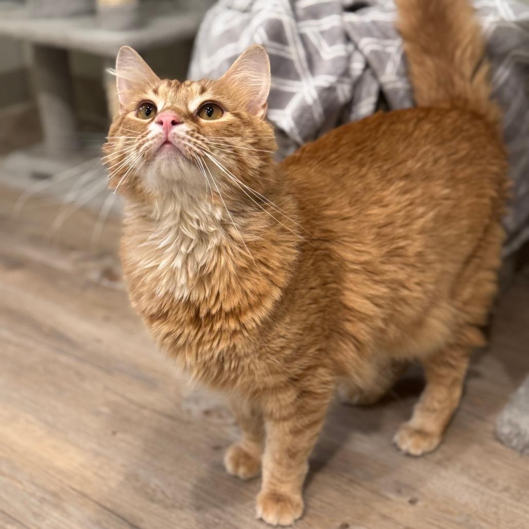 Enlarge Julio, a Adoptable Domestic Short Hair in Saint Charles, MO image 5/6