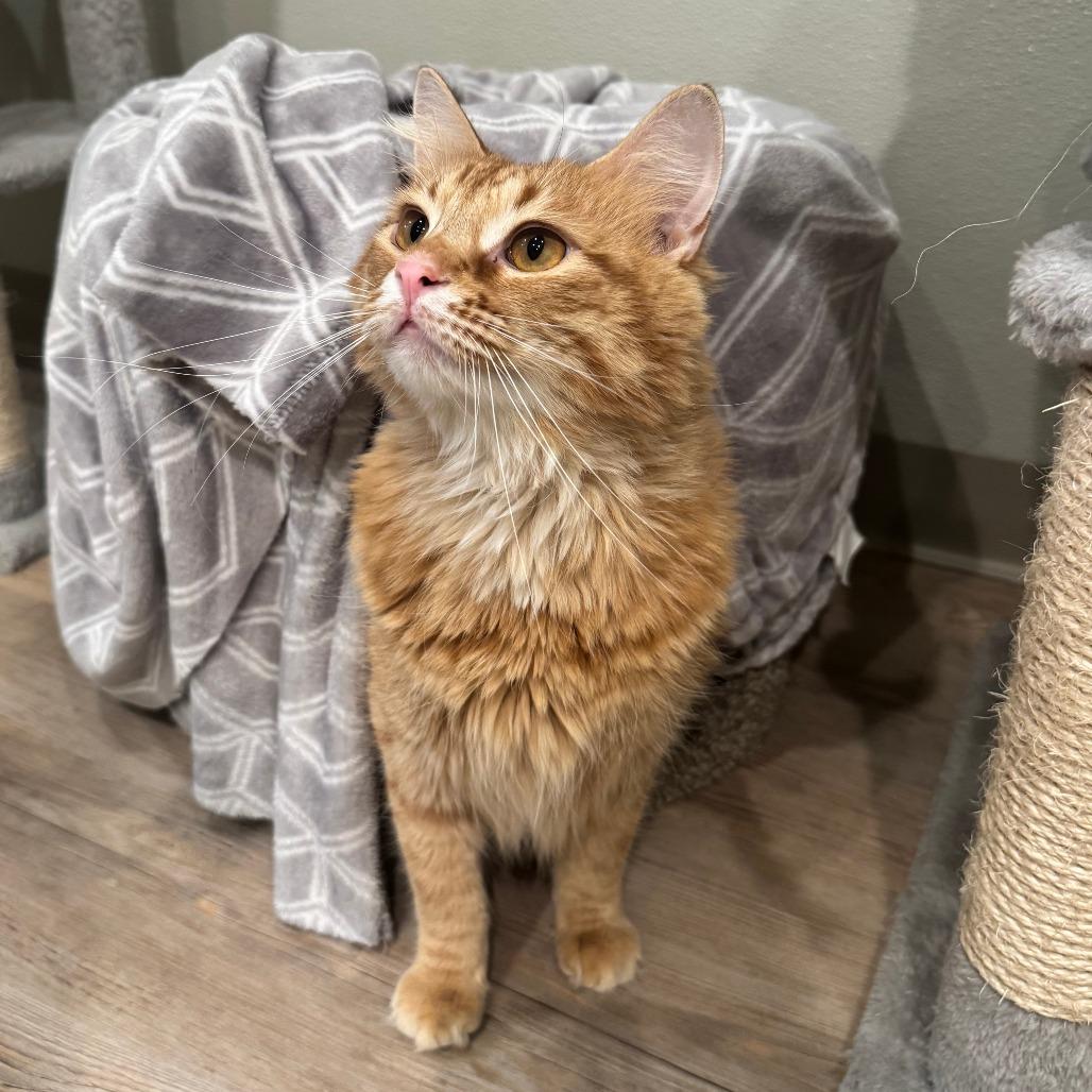 Enlarge Julio, a Adoptable Domestic Short Hair in Saint Charles, MO image 6/6