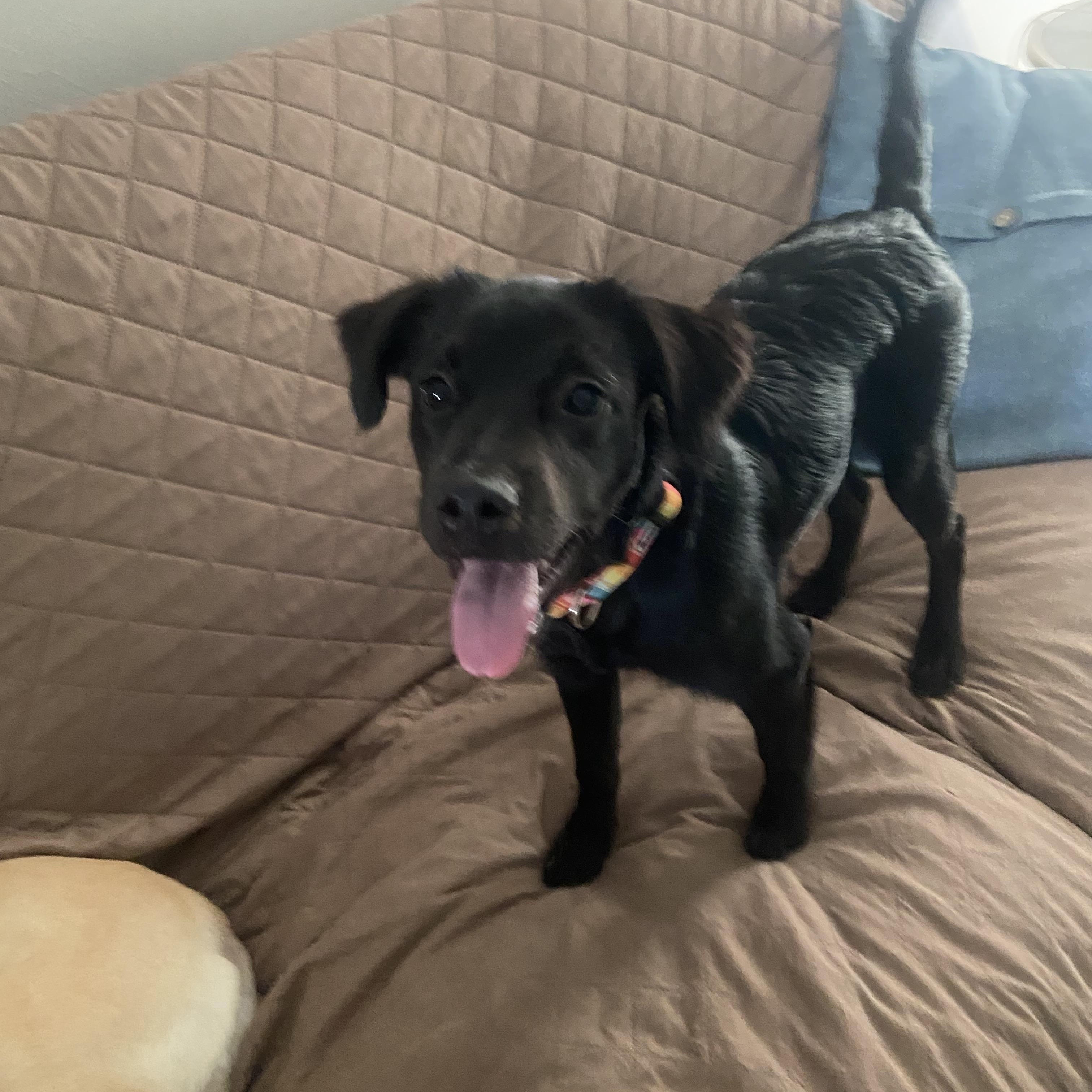 Enlarge Winnie, an adopted mixed breed in Louisville, KY image 3/3